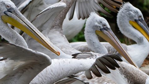 Vogelgrippe-Gesamte-Pelikan-Gruppe