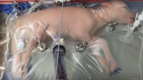 Konstliche-Schwangenschaft