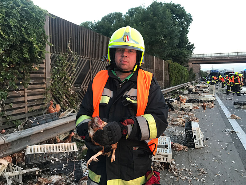 Lastwagen-Huhne-Auf-Autobahn22