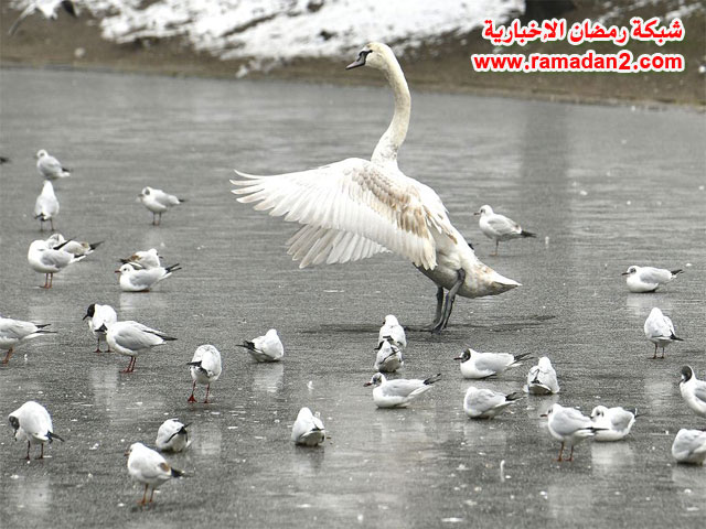 Eisiges-Wien-Novamber7