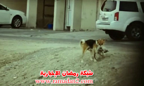 Hund-Begrabniss-Katze