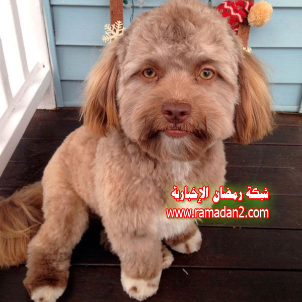 Hund.Genau-Wie-Mensche1