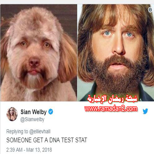 Hund.Genau-Wie-Mensche2