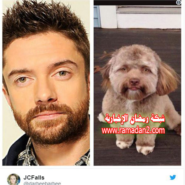 Hund.Genau-Wie-Mensche3