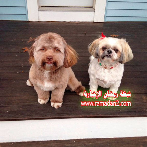 Hund.Genau-Wie-Mensche5