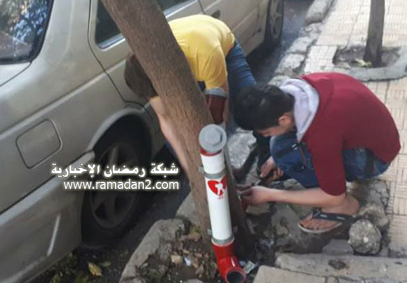 Halab-Syria-Katzen-2