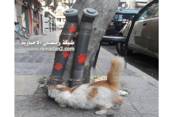 Halab-Syria-Katzen-3