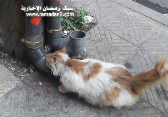 Halab-Syria-Katzen-4